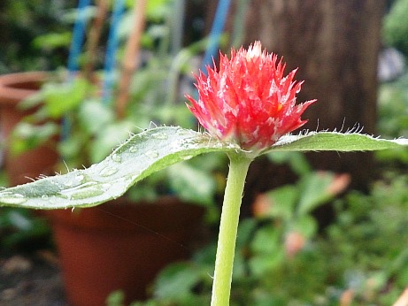 オカトラノオ・・雨に花