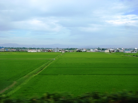 緑色ばかり目だって・・
