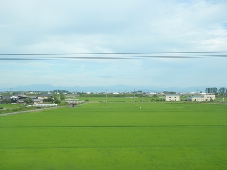 緑色ばかり目だって・・