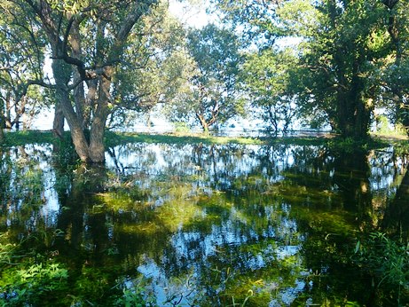 琵琶湖の水位が・・・