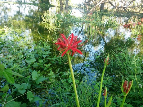 琵琶湖の水位が・・・