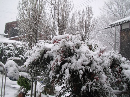 朝方から雪
