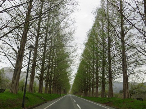 桜の次は・・琵琶湖岸にハマダイコン