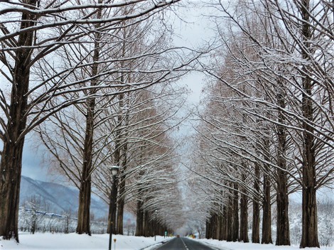 高島です 雪積もって メタセコイヤ並木 冬