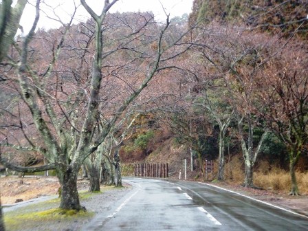 高島市マキノ町・・午前中様子