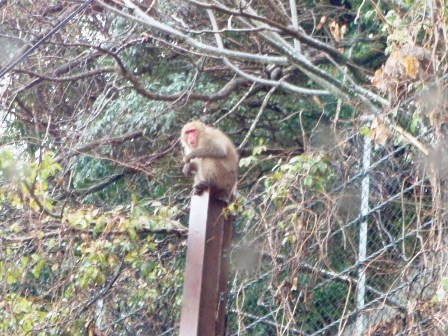 高島市マキノ町・・午前中様子