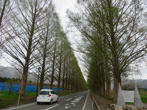 桜の次は・・琵琶湖岸にハマダイコン