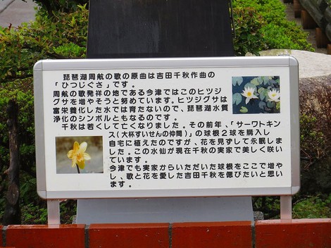 ヒツジ草・・彼岸花の白・・秋雨の中