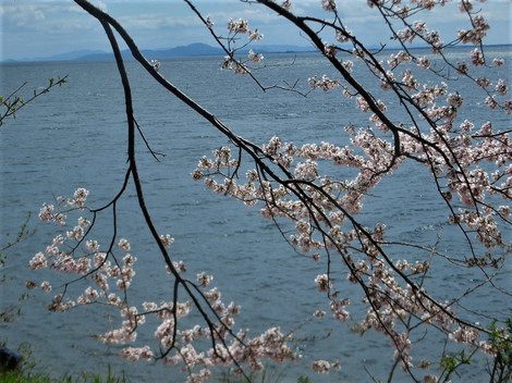 海津大崎・・平日でも混雑で満開時期に！