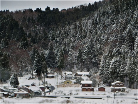雪積もって・・メタセコイヤ並木　冬