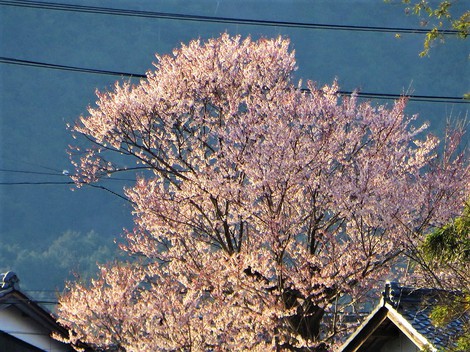 風寒の一日・・・酒波寺の行基桜