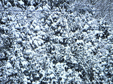 雪積もって・・メタセコイヤ並木　冬