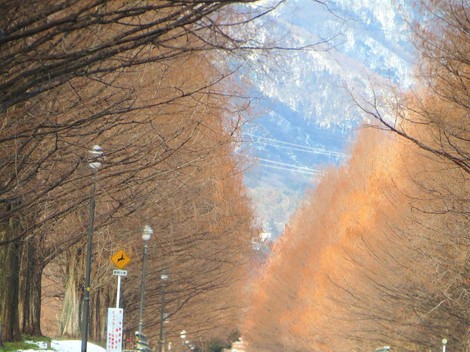 居座る寒気団・・メタセコイヤ並木‥冬
