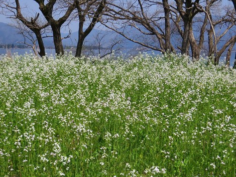 ハマダイコンの白とノウルシの緑・・桜と一緒