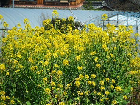時間と競争で・・でも菜の花