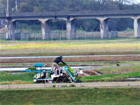 田植え作業が始まった・・日曜日