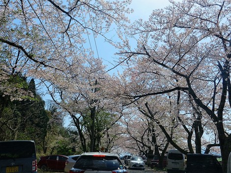 桜も勝手に散っていきます・・海津大崎もまもなく・・