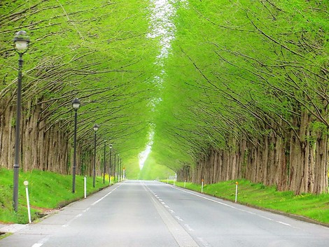 田植えが始まった・・昭和の日の一日