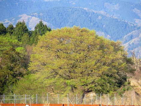 春らしい晴れの空模様でした