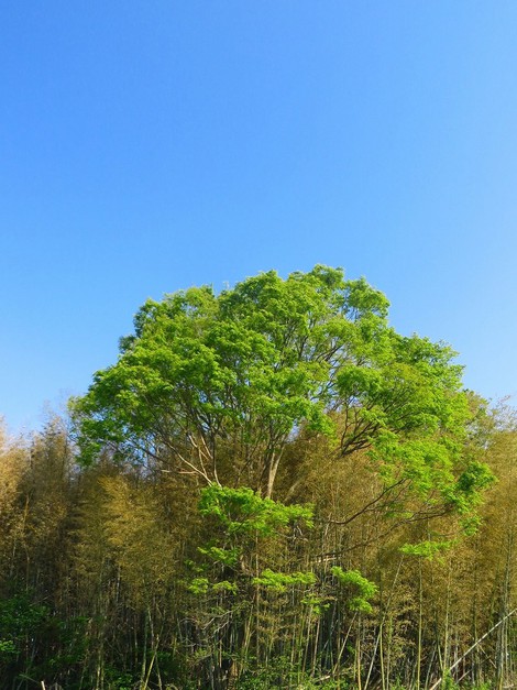 新緑が広がって・・夏の日になって・・まだ4月