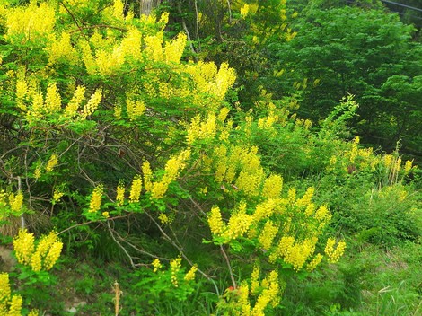 雨は今夜から？？モリアオガエルの卵・・