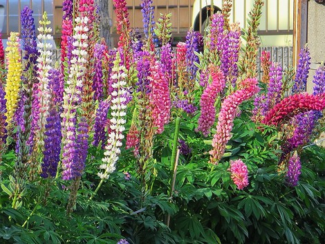 午後に雨がやんで・・草花も・・琵琶湖も・・