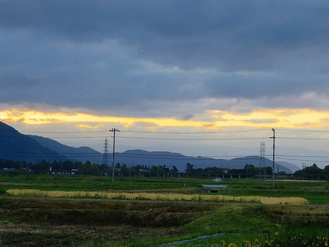 もう五月さいごの日曜日に・・キウイの花がさいてきた