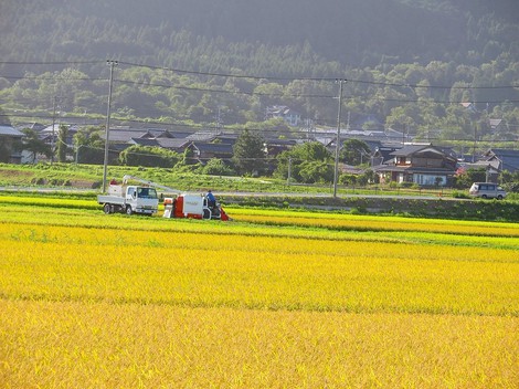 夜風が秋冷・・稲刈りも始まった・・金曜日