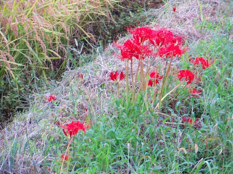 毎年ですが・・彼岸花の話題で・・