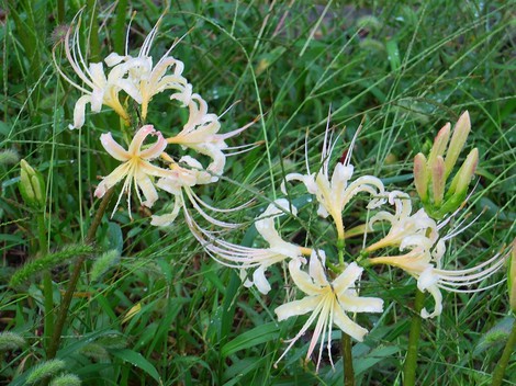 ヒツジ草・・彼岸花の白・・秋雨の中