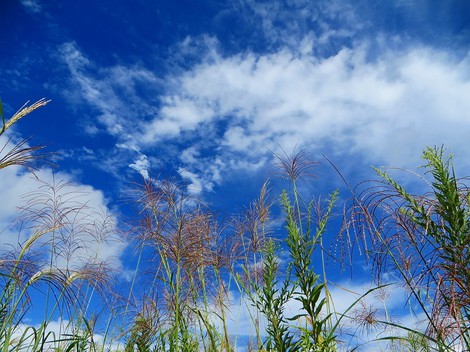 今日は秋風景・・でも台風の備えも・・