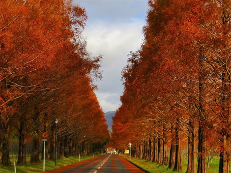 メタセコイヤ並木・・紅葉～～落葉・・冬支度