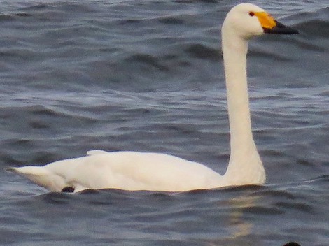 あまり寒くないけど・・夕方にコハクチョウ・・琵琶湖岸にて