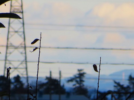 居残る冬・・・雪は無いけど・・