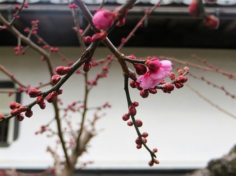 紅梅・・２０１９