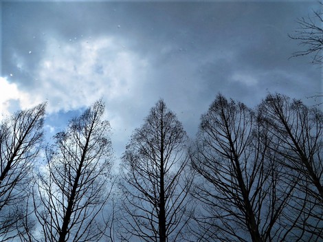 小雨だったり青空だったり・・・メタセコイヤ並木