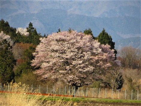 江戸彼岸‥寿命は平均500年