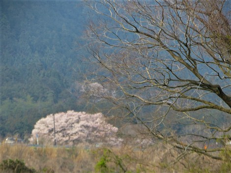 また桜ですが‥日曜日