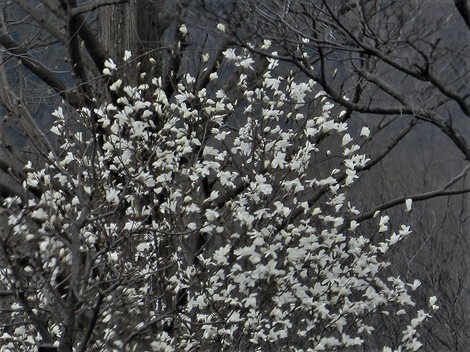 春の花・・身近に・・日曜日