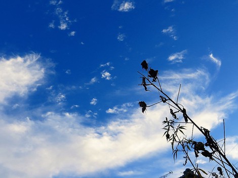 今日も灰色の空・・土曜日