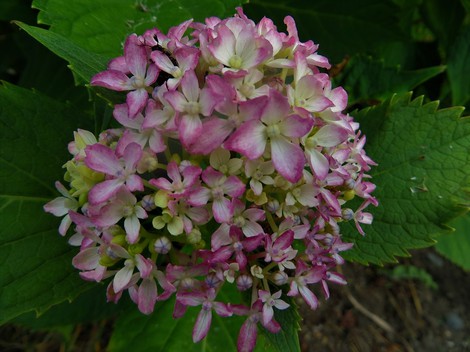 バイカモ・・・今日も紫陽花