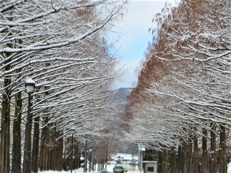 雪積もって・・メタセコイヤ並木　冬