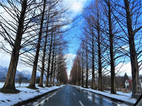 居座る寒気団・・メタセコイヤ並木‥冬