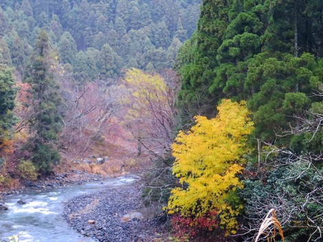 山沿いは時雨・・里は曇りの天候で・・今月も・・