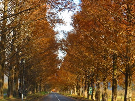 メタセコイヤ並木・・紅葉　　琵琶湖は冷たい晴れ・・水曜日