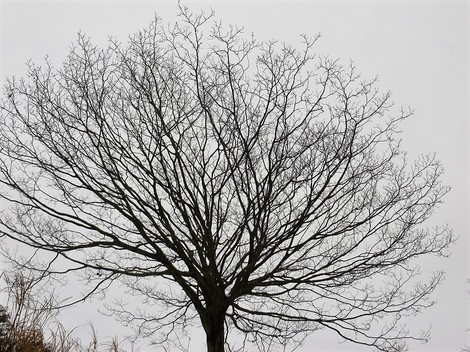 今日も風景は雪ばかりです・・火曜日