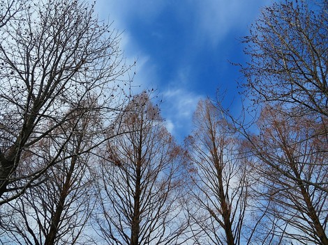薄味な冬の様子で‥日曜日もメタセコイヤ並木・・