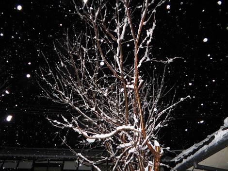 積雪８センチで・・寒い朝