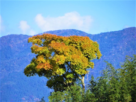 晴れ青空～紅葉