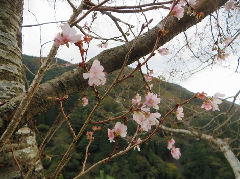 小さく冬型天候・・コハクチョウに虹に冬桜・・